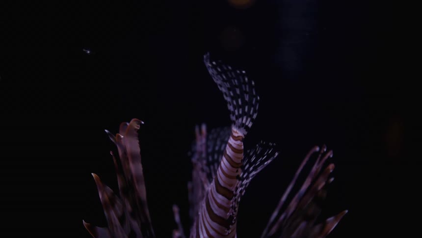 A fish under water