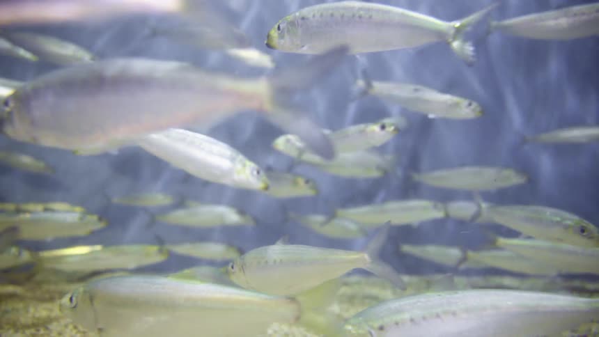 School of small fishes circling in an aquarium