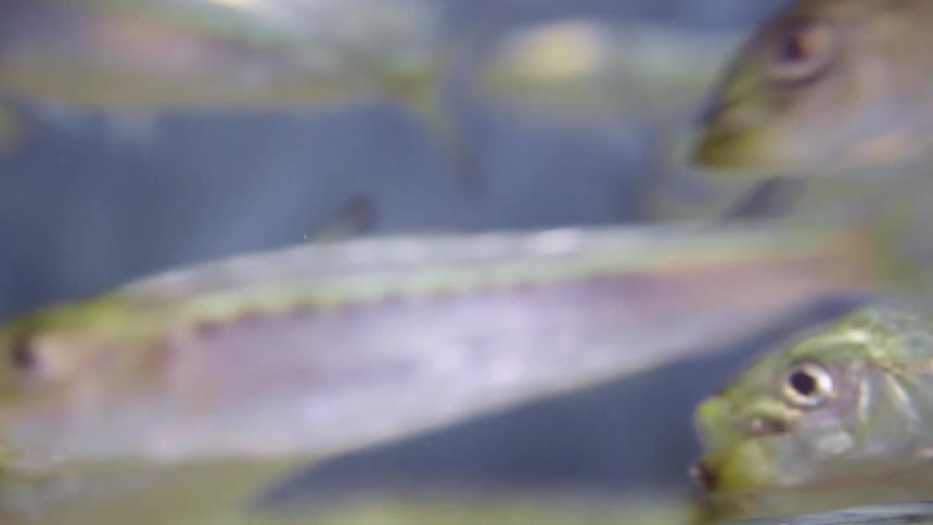 Fish swimming under water