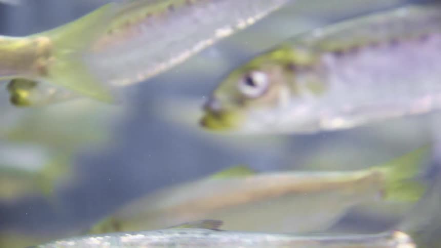 A school of silver fish swimming underwater