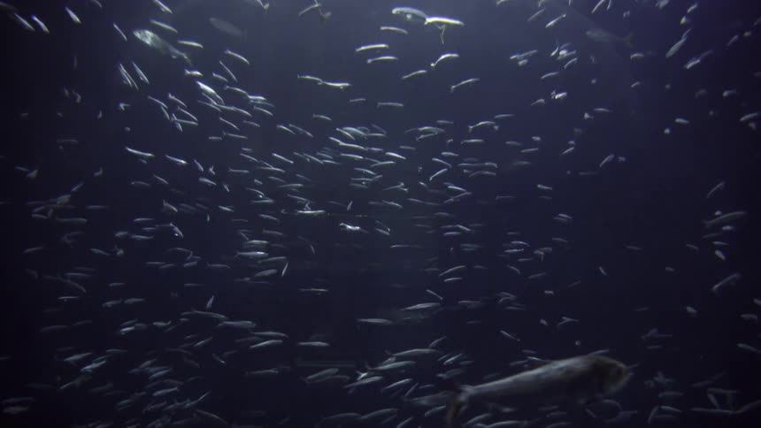 A school of fish swim underwater