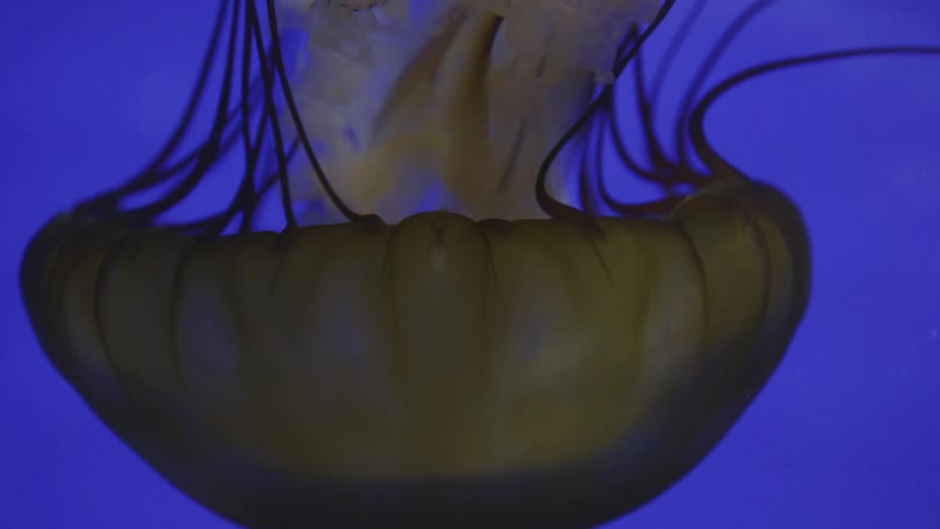 A jellyfish swims through the clear ocean water