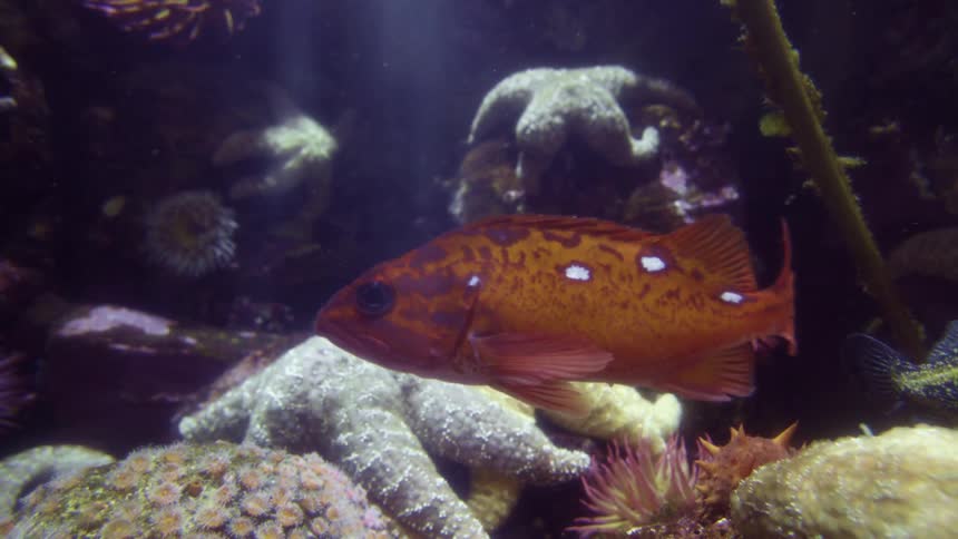 Orange fish swims inside an salt water aquarium
