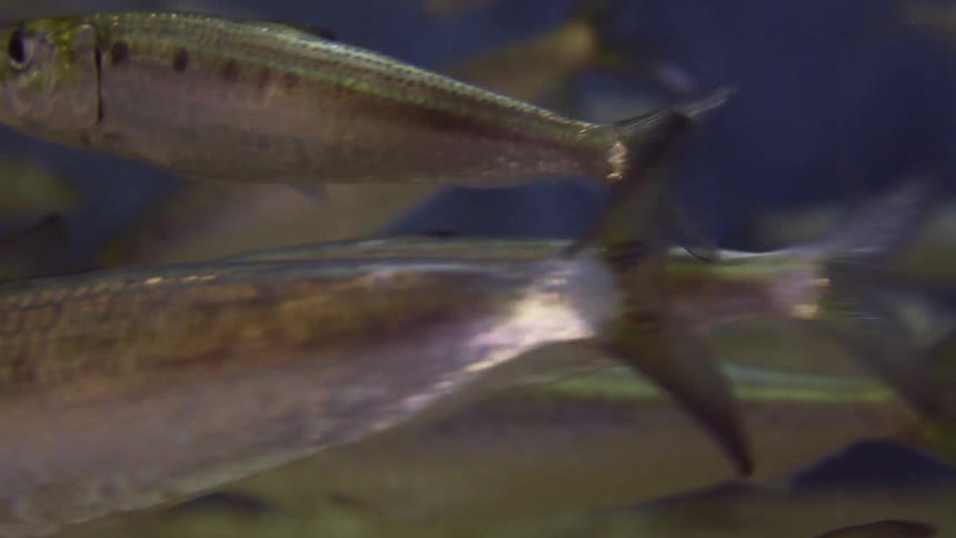 Close up of a school of small fish swimming in clear water