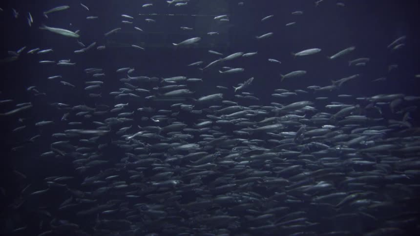 Underwater footage of a school of small fish circling in the blue ocean waters