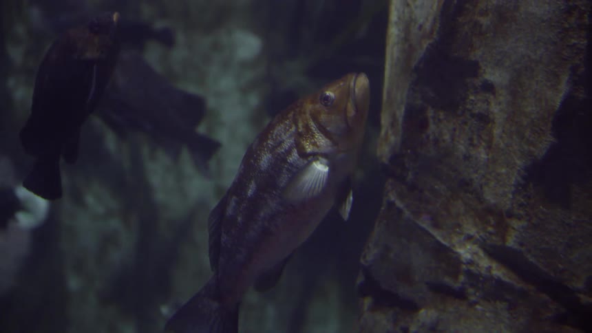 A fish swims near a rock