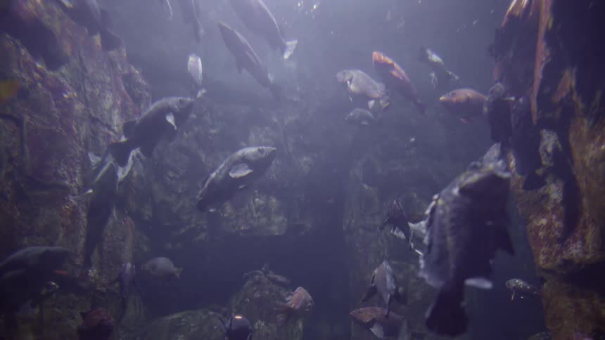 Fishes swimming up and down between the rocks in an aquarium