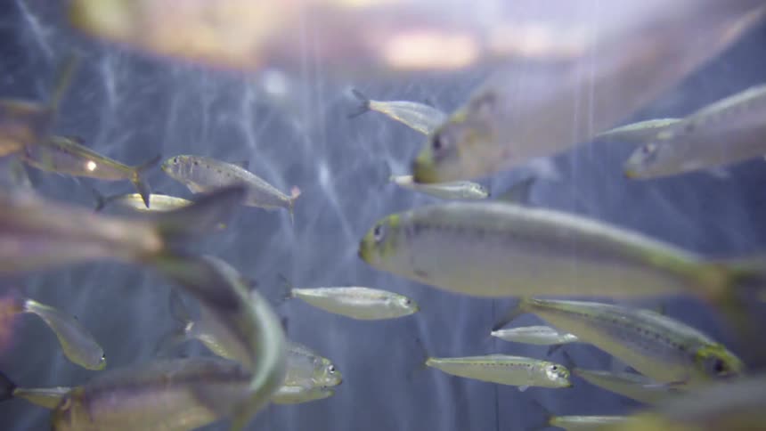 A school of fish swim underwater