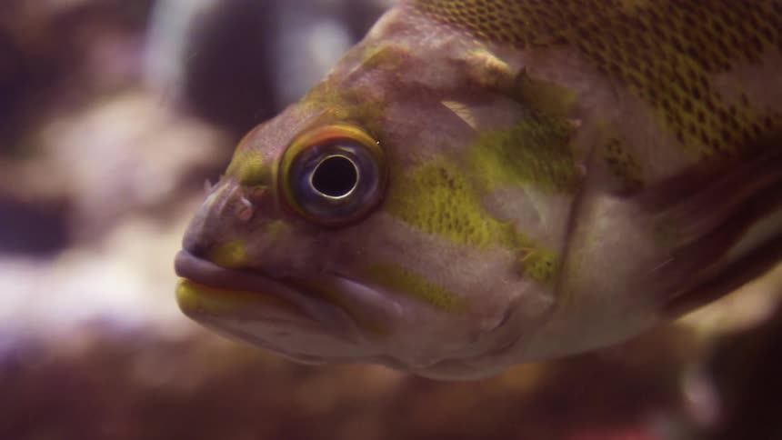 A yellow and white fish swimming underwater