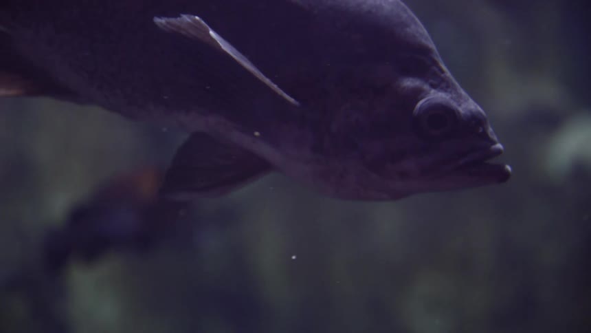 A fish swimming under water