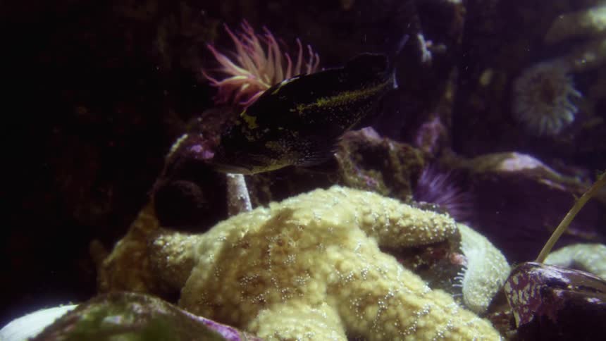 Small fishes swim over a starfish in the bottom of an aquarium