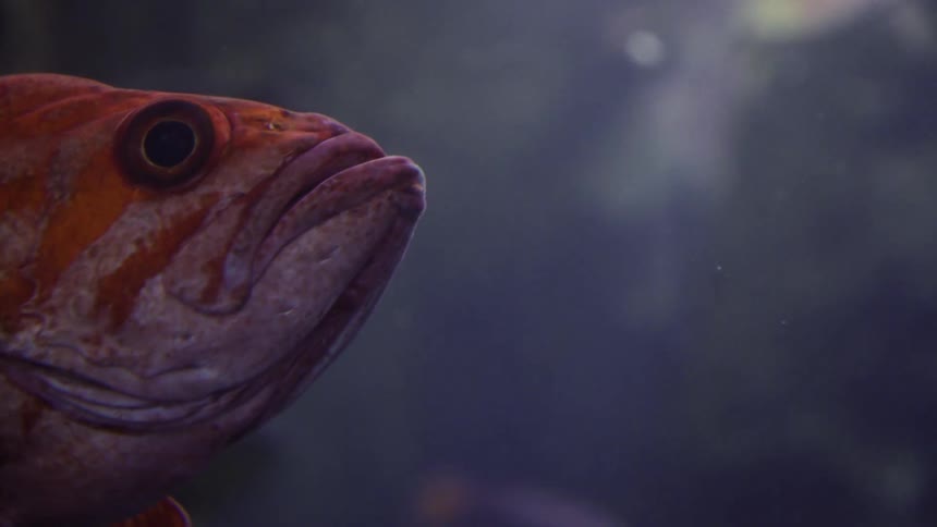 A fish under water