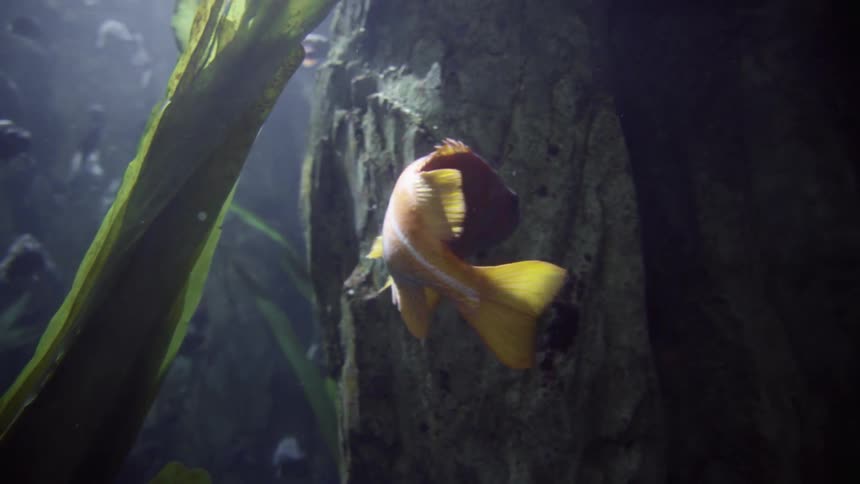An orange fish swims underwater near seaweed and a rock