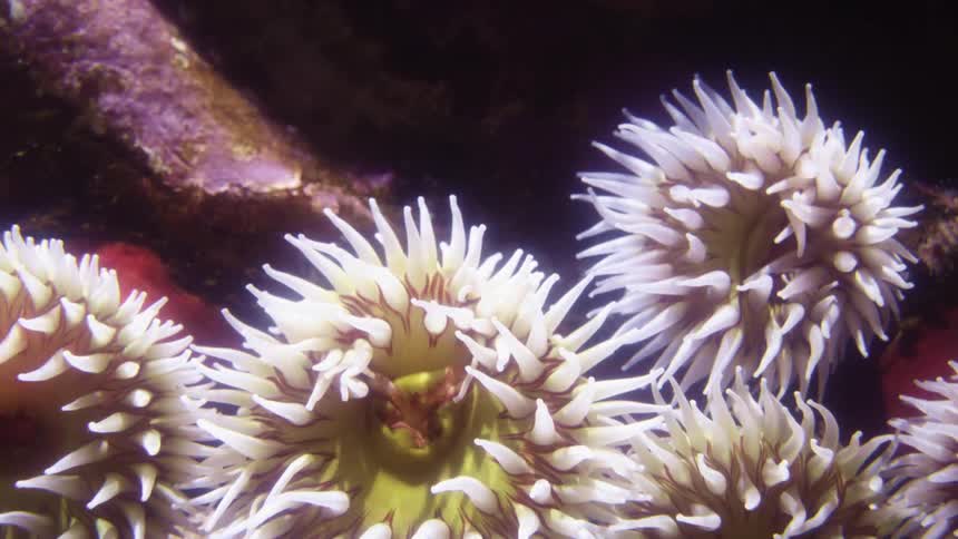 Sunlight flickers over underwater sea life lying near shadows
