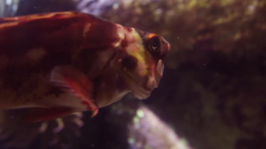 A fish swimming under water