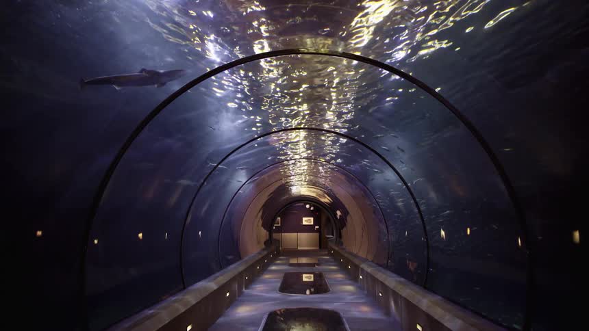 A view of a tunnel in an aquarium