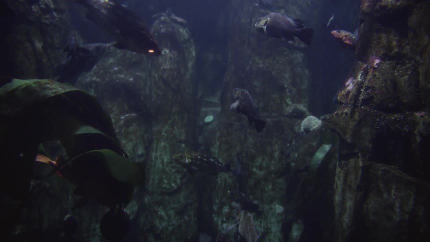 Underwater footage of fish swimming between rocks and algae