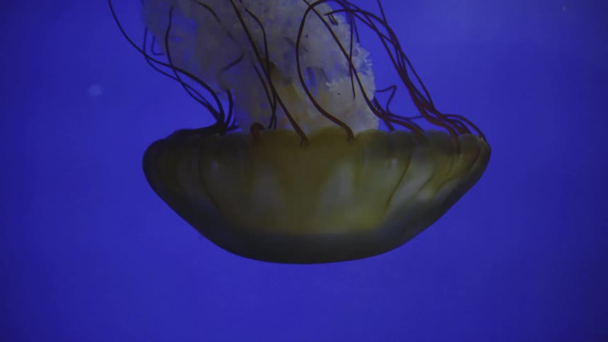 Jellyfish swims upside down in the blue ocean waters