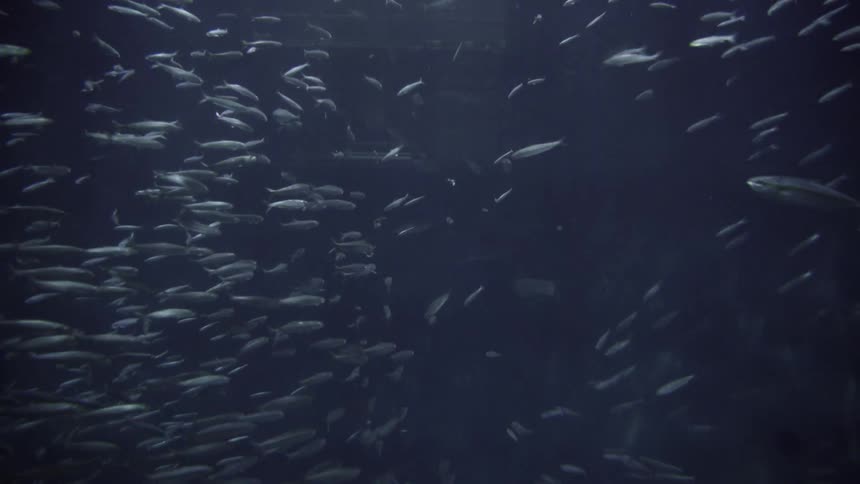 Shark disrupts a school of fish swimming in the blue ocean waters