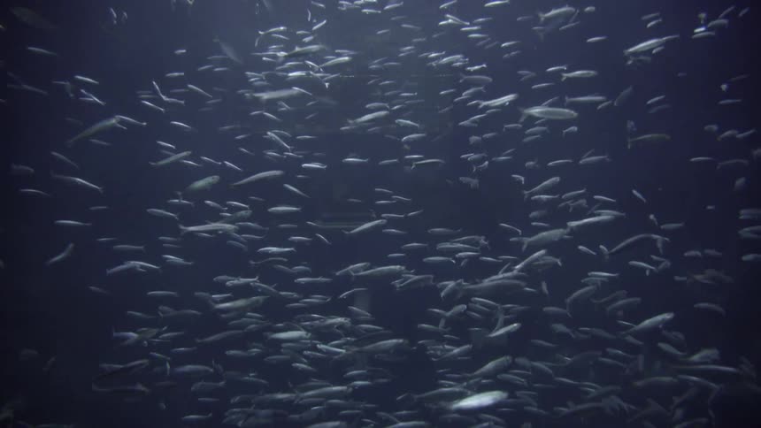 A school of fish swim in the sea