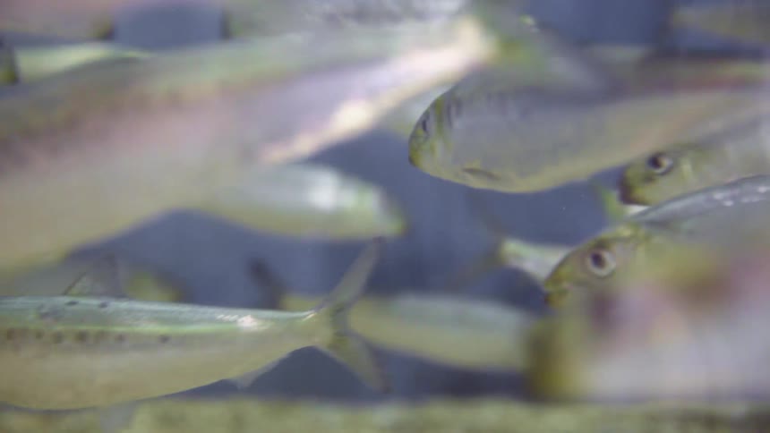 A school of fish swim underwater