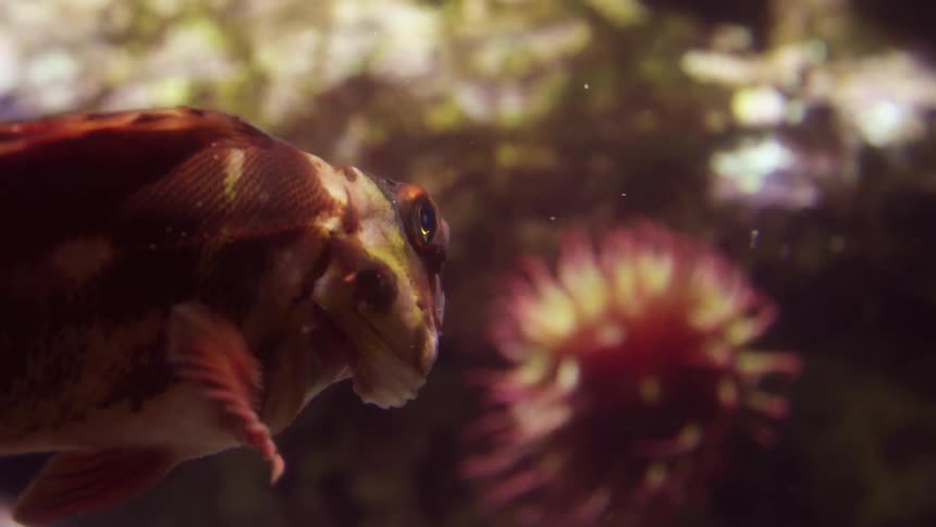 A fish swims underwater near a coral reef