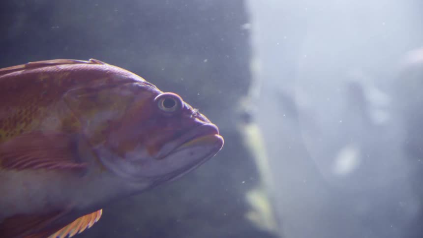 Fish and sea life under water