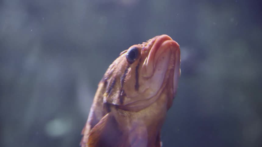 A fish swimming underwater