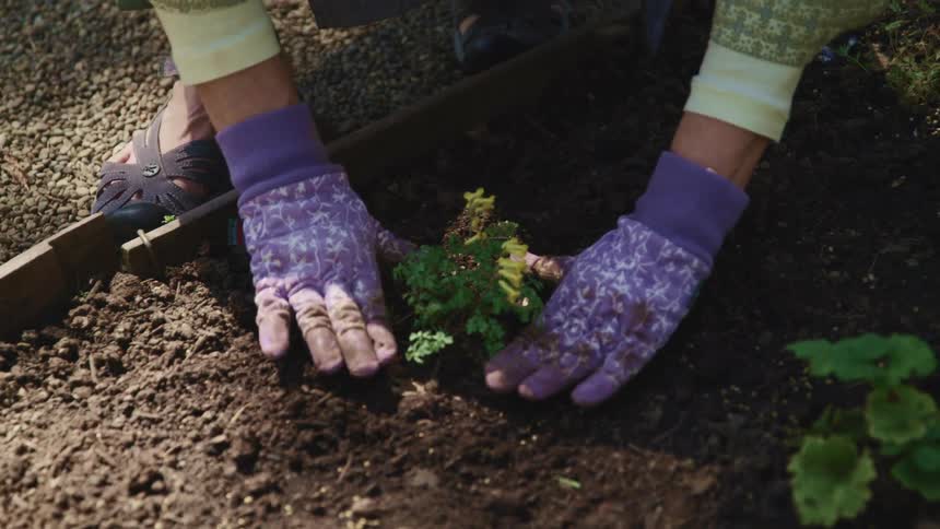 A woman packing dirt around a plant in her garden