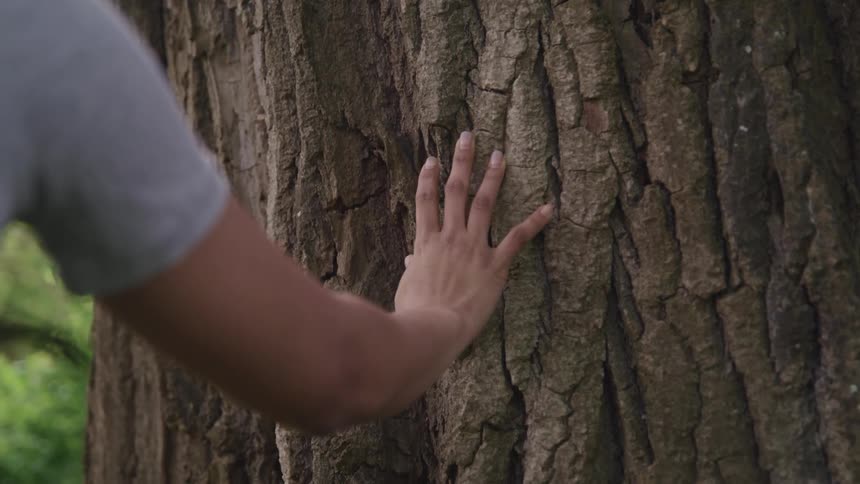 A hiker runs his hand down the side of a large tree in a forest