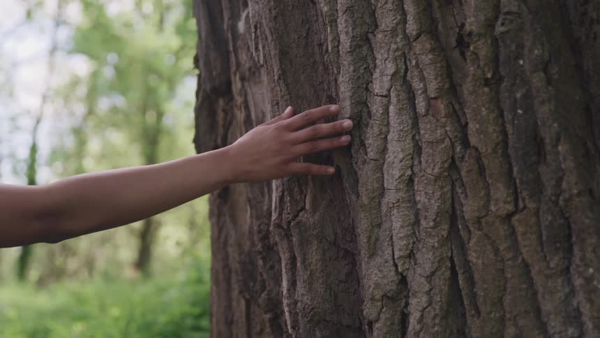 Womans hand touches a thick tree trunk in the forest