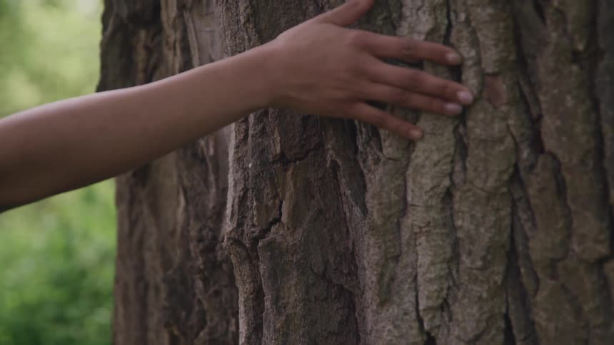 Black womans hand touches a thick tree trunk in the forest