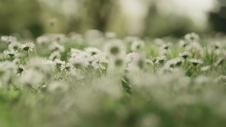 A field of flowers