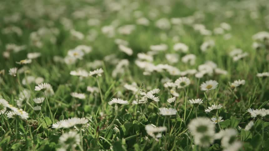 A field of daisies