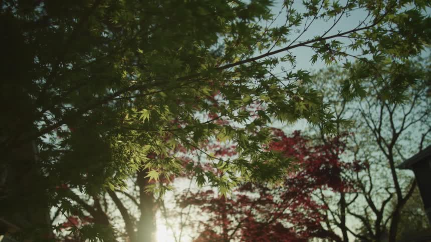 The sunlight shines brightly as rays of light sneak between the branches of many trees