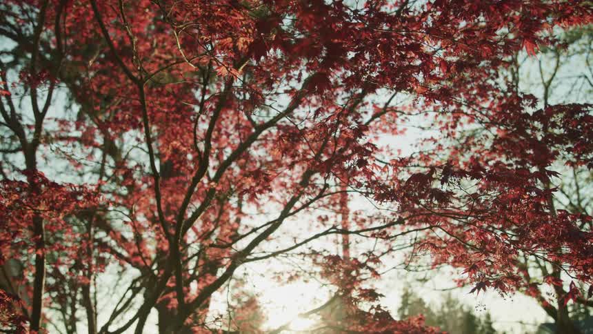 A tree with branches and leaves with the sky and clouds in the background