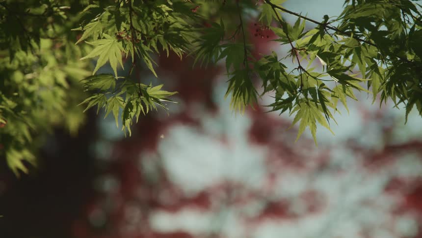 Close up of the green leaves on the branch of a tree at sunset