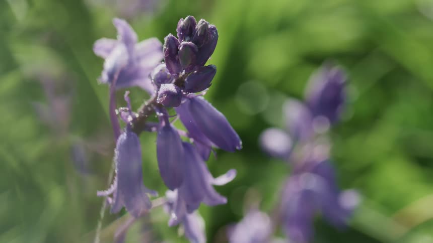 Close up of purple flowers with buds
