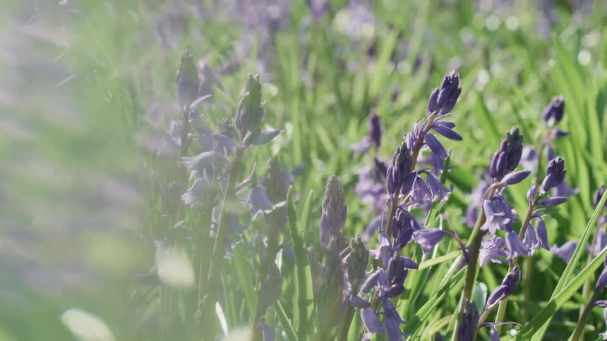 A view of flowers in a grassland area is displayed