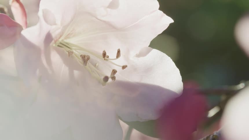 A white flower illuminated by sunlight