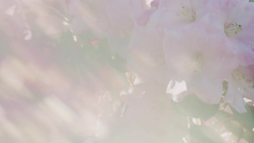 Close up of flowers
