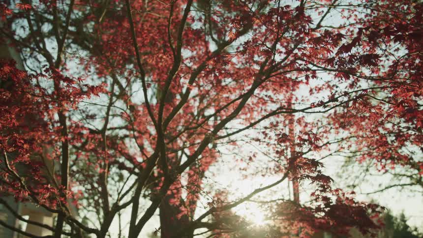 Sunlight filters through the red leaves of a tree in the backyard at sunset