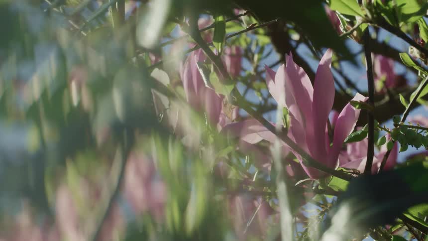 Pink flowers hang from the tree