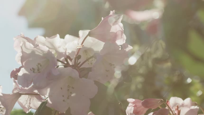 Close up of flowers