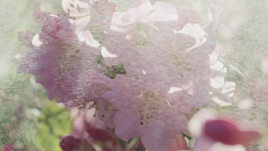Pink flowers being watered with a spray
