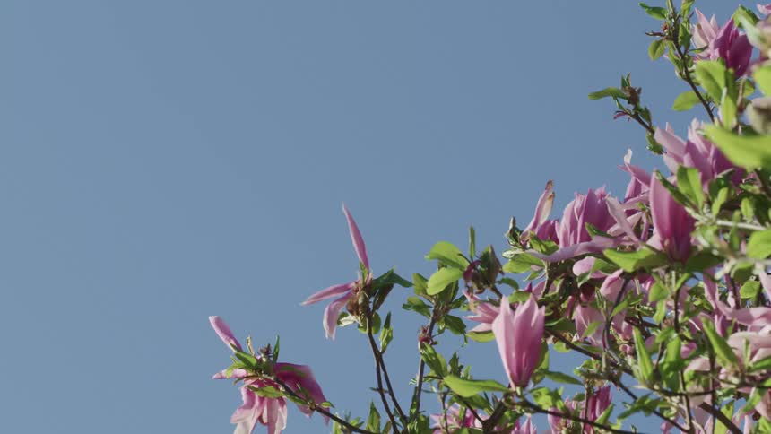 Flowers are blooming on the tree