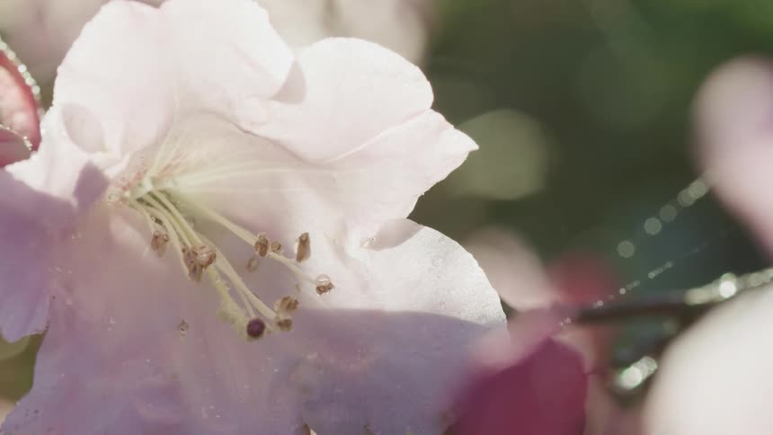 Close up of a flower with spider webs hanging from it