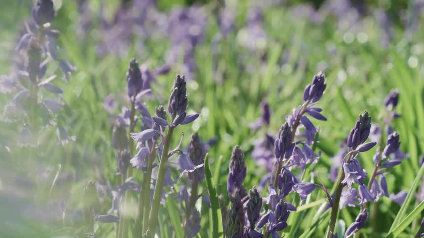 The field is covered with purple flowers