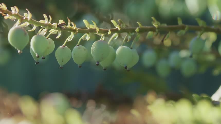 Fruit growing on a tree