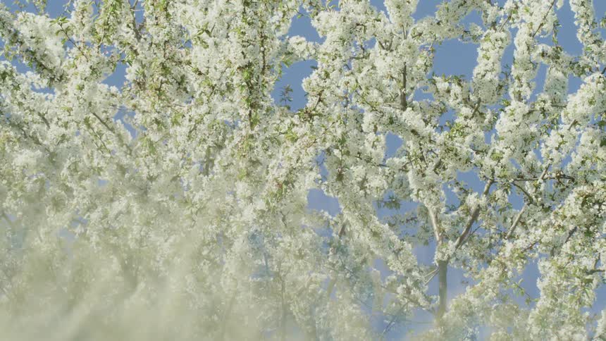 White flowers bloom on the branches of a tree on a sunny day